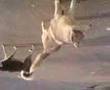 Roma Dog Fight