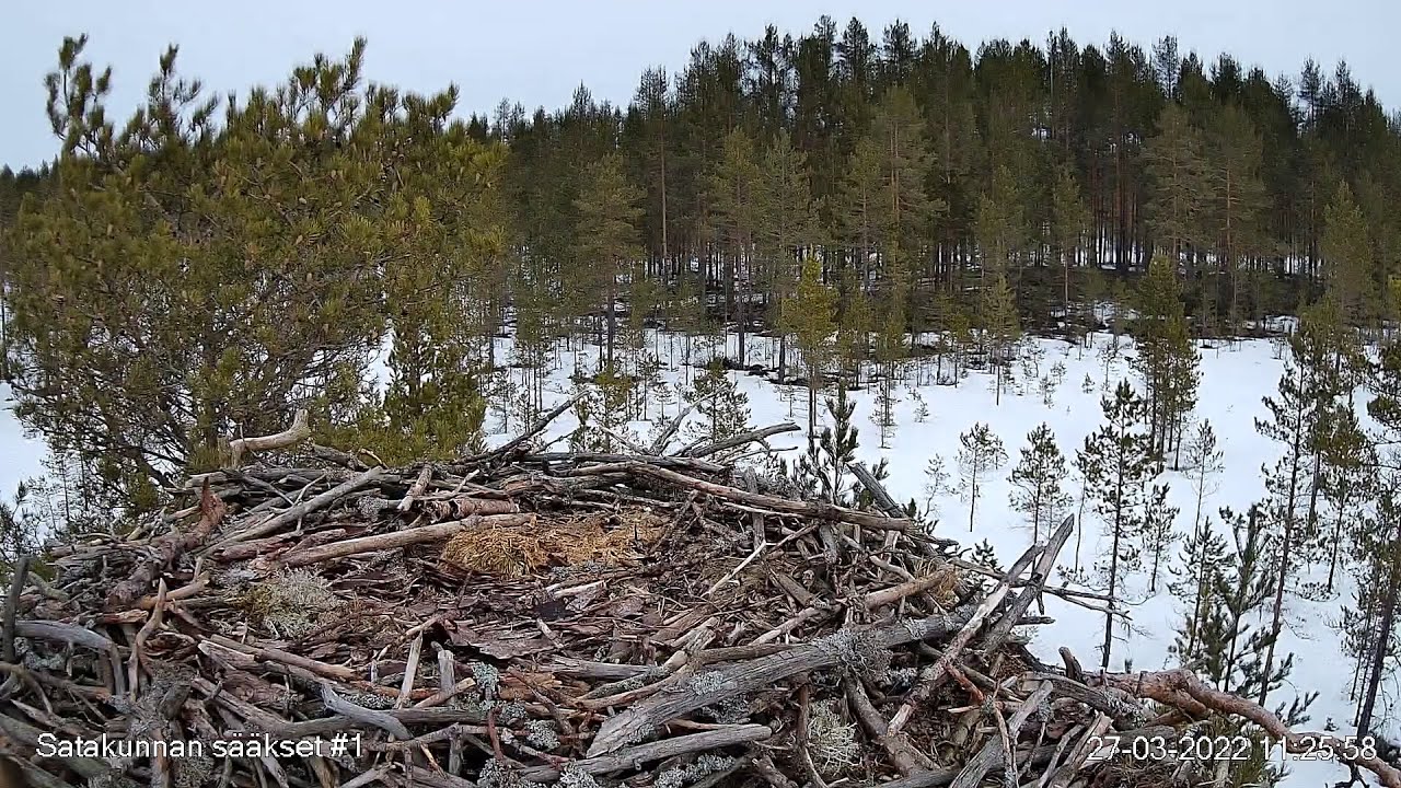 Live webcam view of Sääksilive Osprey Nest Cam