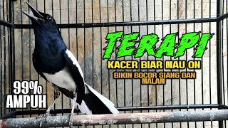 Download lagu Suara Burung Kacer ini Bikin Kacer Lawan Emosi Gacor, Pancingan Kacer Agar Cepat Emosi Gacor mp3