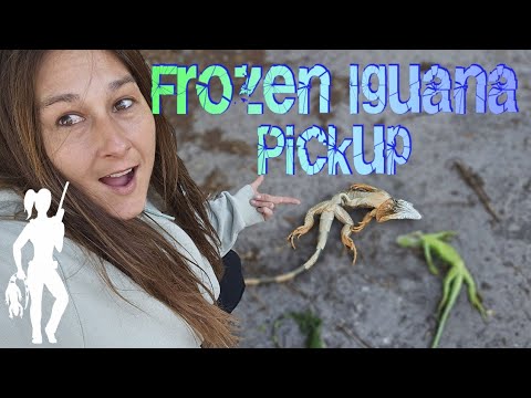 The Great Frozen Iguana Pickup in South Florida: 2-1-26