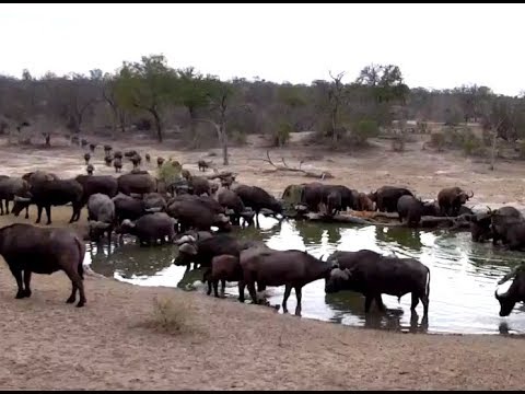 Cape Buffalo herd at Djuma. 06 November 2018
