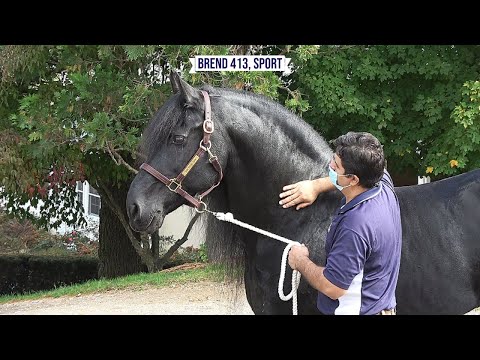 A Day in the Life of Brend 413, Sport at Iron Spring Farm - KFPS Friesian Dressage Stallion