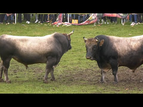 - LJEPOTA Mlađo Škrbić i ZEĆO Ćamil Mutabdžić, LISKOVICA 2024