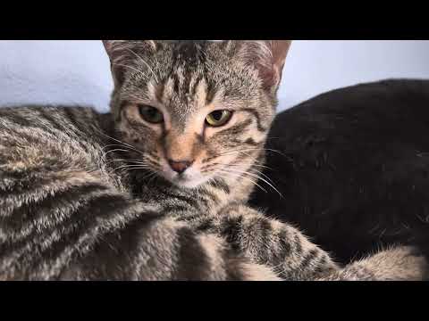 Video of adoptable pet named Max