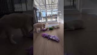 Video preview image #1 Maltese-Unknown Mix Puppy For Sale in Corona, CA, USA