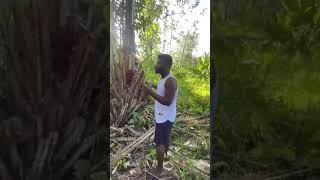 In Ghana we call a Palm Fruit Abɛ😂 & it’s has the same name in Guyana 🇬🇾 #palmtree #palm #guyana #gh