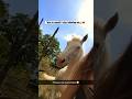 Horse In Italy 🥹 Bible Christ Jesus Prayer Christianity God Animals Horse