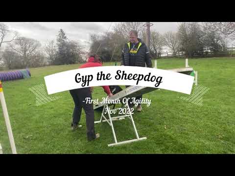 Gyp the Sheepdog Learns Agility Part 1