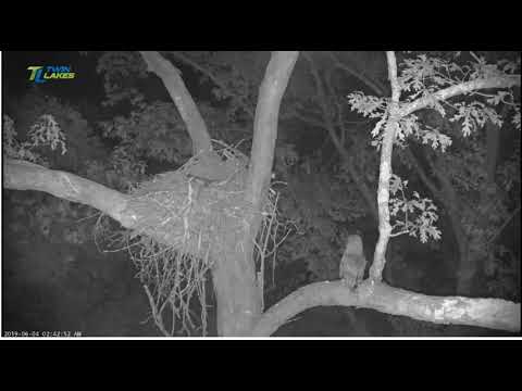 DH2019 Owl Watches Rocky and Enters the Nest, 060419