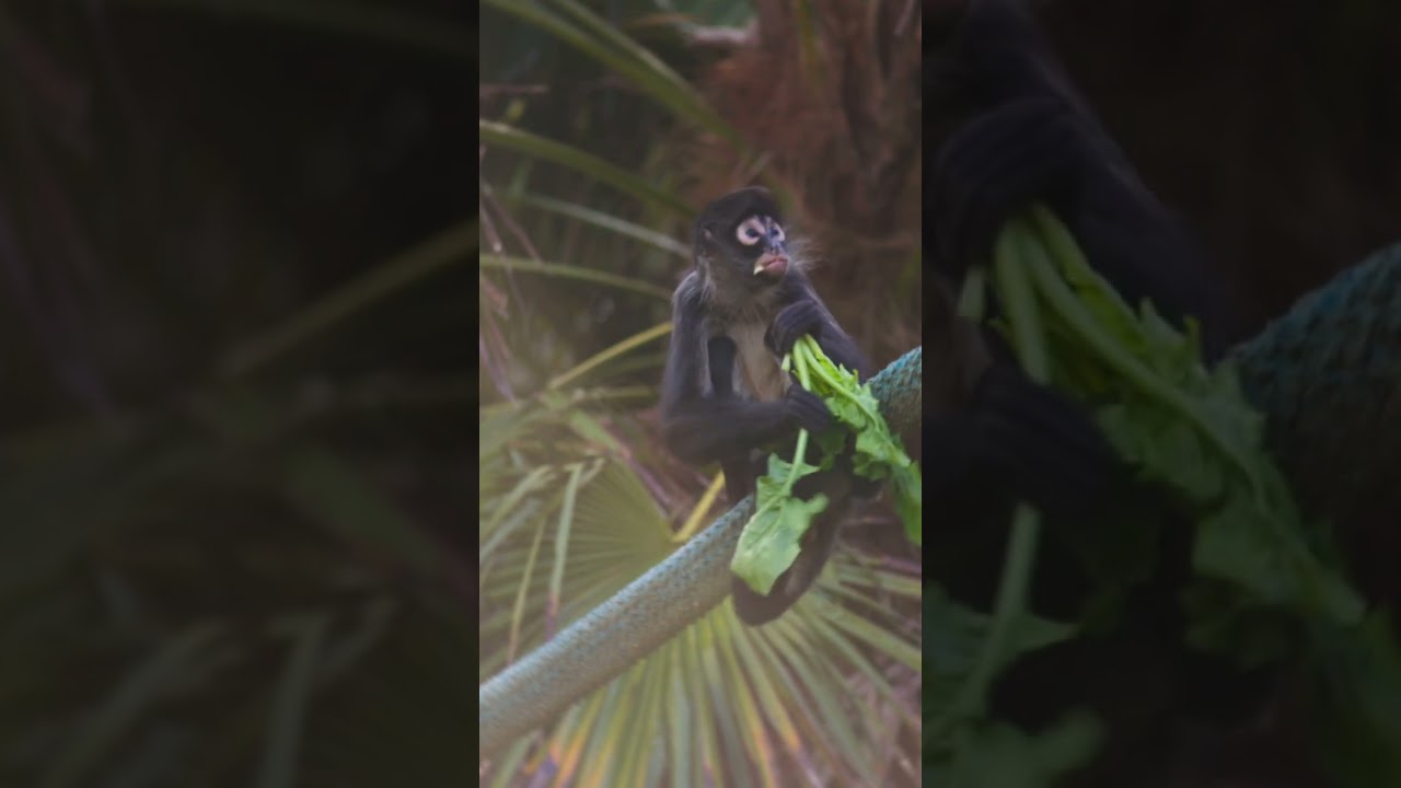 YouTube Short thumbnail