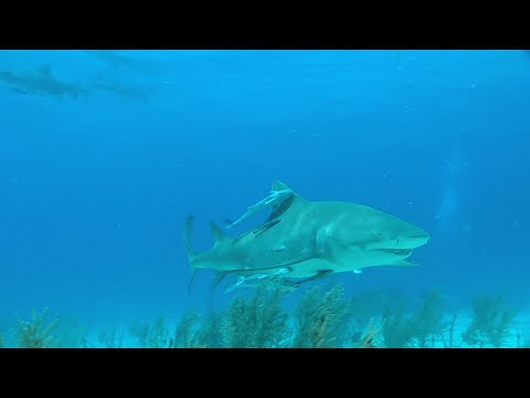 По следам белых акул - дикая южная Африка