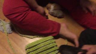 Download lagu Watcing My two hamster having sex first time mp3