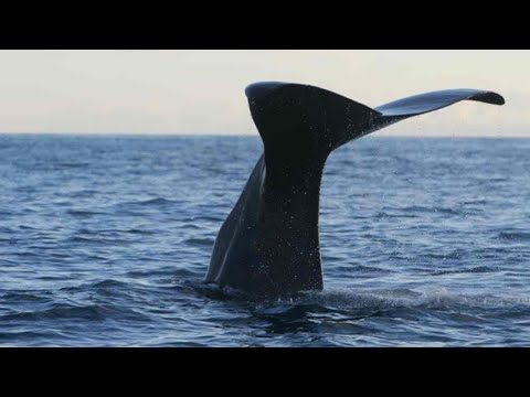 Le balene del Mediterraneo sono sempre più minacciate e in pericolo
