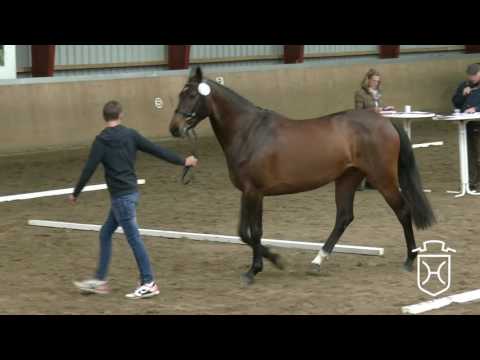 Holsteiner Stuteneintragung 2016 - Nordfriesland - zweiter Schrittring