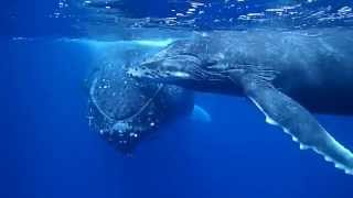 preview picture of video 'Whale Swim in Tonga'