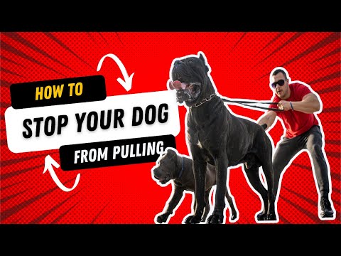 How to Stop your Dog from Pulling on the Leash During Walk