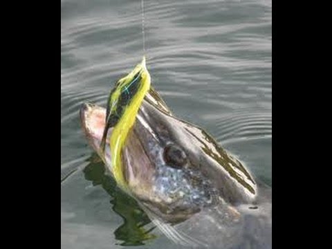 Pike on a fly using a spinning rod