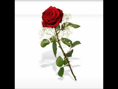 download lagu mp3 mp4 Meister Meister Gib Mir Rosen, download lagu Meister Meister Gib Mir Rosen gratis, unduh video klip Meister Meister Gib Mir Rosen