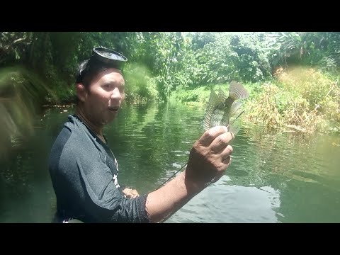 EP291 P2 | PAMAMANA SA ILOG | NAG LALAKIHANG TILAPIA SA MAHABANG LAYON
