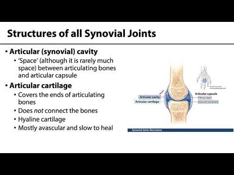Synovial Joints