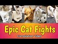 Epic Cats Fighting Compilation Video