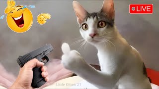 Funny cats and dogs😹🐶 Funniest animals😆 Try not to laugh😹