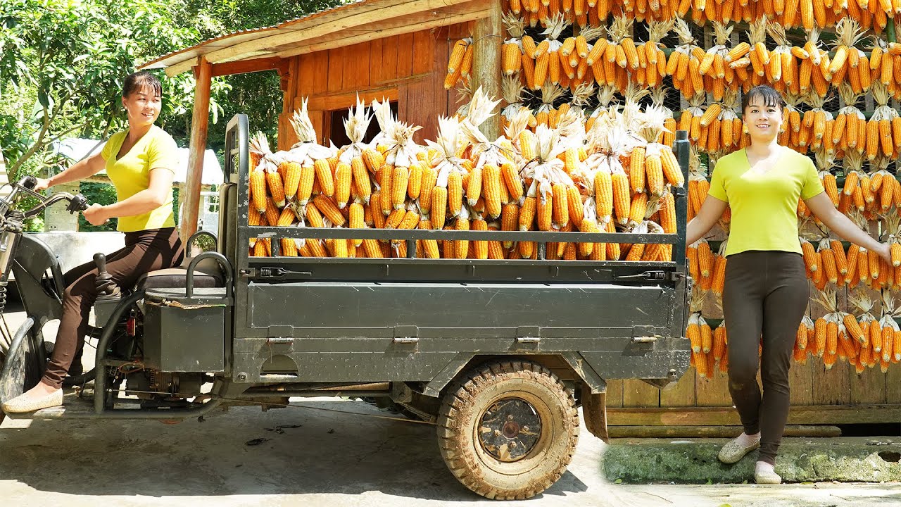 Harvesting Corn and Use 3 Wheeled Vehicle Transport to the cattle farm - Building my farm