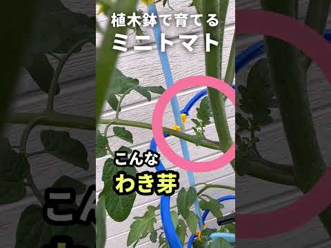 鉢植えでよく育つトマト 2023