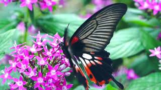 Musica Relaxante, Acalmar a Mente, relaxar, dormir, estudar, imagem de borboletas