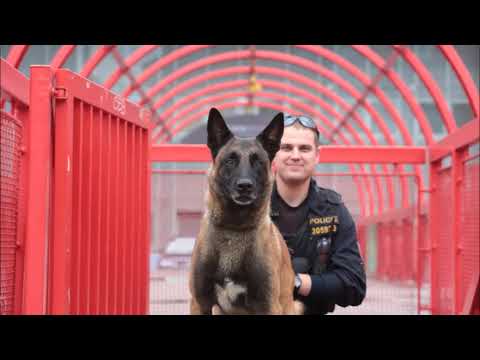 SLUŽEBNÍ PES BOND ODCHÁZÍ "DO CIVILU"