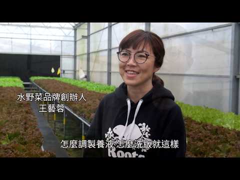 青農無毒水耕法 野菜水噹噹的秘密