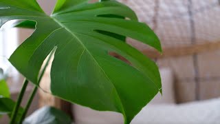 Monstera Deliciosa Care (Swiss Cheese Plant) - Plant Mom Care