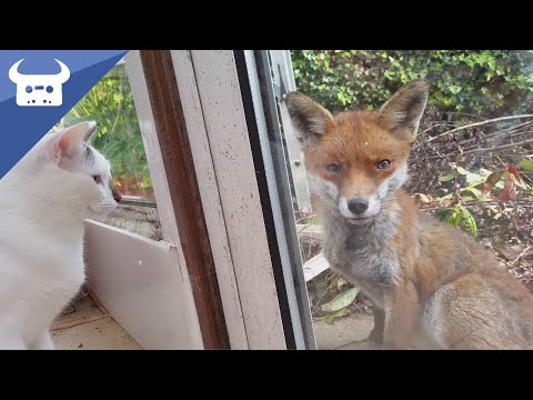House Cat Meets a Friendly Fox