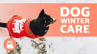 How to PROTECT a DOG from the COLD? 🐶❄️ Find out!