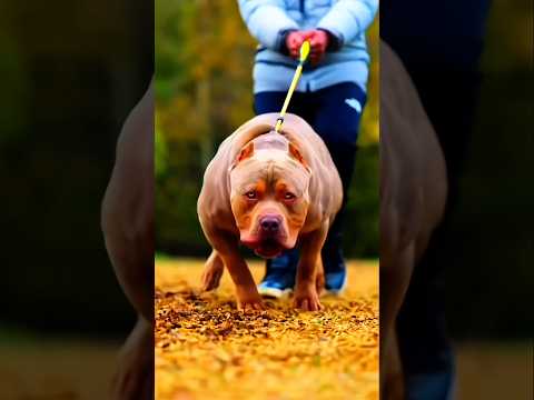 Dogo Argentino vs Pitbull: Who is the Real King? 🐕👑
