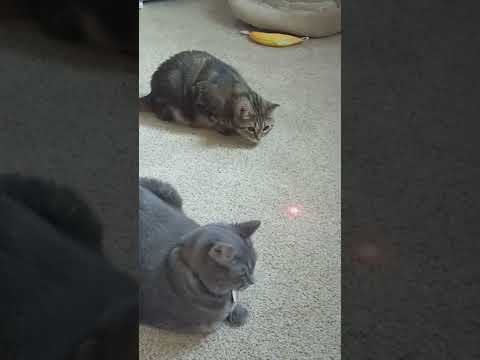 Cats playing with laser pointer