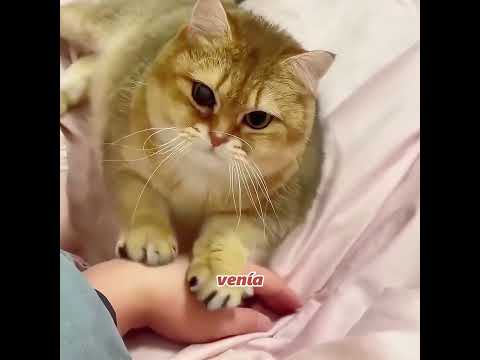 Él bebió la leche de gata a propósito para ver la reacción de la gata. #cat#pets #funny #cute