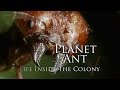 BBC Planet Ant Life Inside The Colony 2013 1080p High Quality