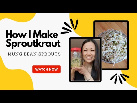 🌱How to Ferment Mung Bean Sprout Sauerkraut!