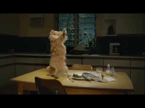 Persian Cats Fun Interesting Facts Most Popular Cat Breed