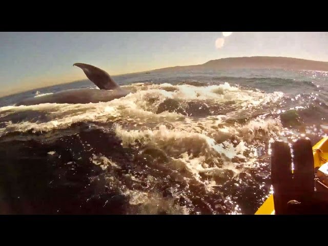 Kayaking with Redondo Beach Blue Whales, with underwater footage  and Lunge feeding GoPro