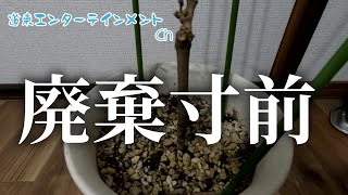 【ハルズファーム】廃棄寸前だったシャインマスカット、春の兆しか？！新芽が出てきたので紹介します