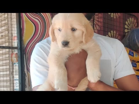 Goldenretriver puppies Avaliable in vidisha pet shop||puppies Avaliable #petshopvidisha.