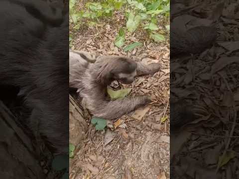 Domingouuu, my friend! 🎉 😴 E como esperado… Eu tô numa moleza que só vendo 🥱 💤  #preguicabm