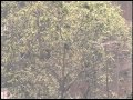 Tree Study ECO Reporter 01 22 2012