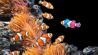 Download lagu 8 types of the most beautiful seawater ornamental fish that are easy to maintain mp3