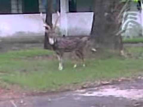 Cerf dan la cour.3gp