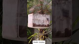 Pardo 124849