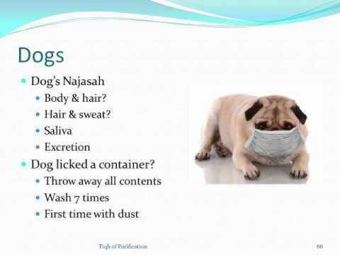 Fiqh of Purification 15 - Dogs in Islam