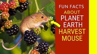 You Will Thank Us – 7 facts About planet earth harvest mouse You Need To Know